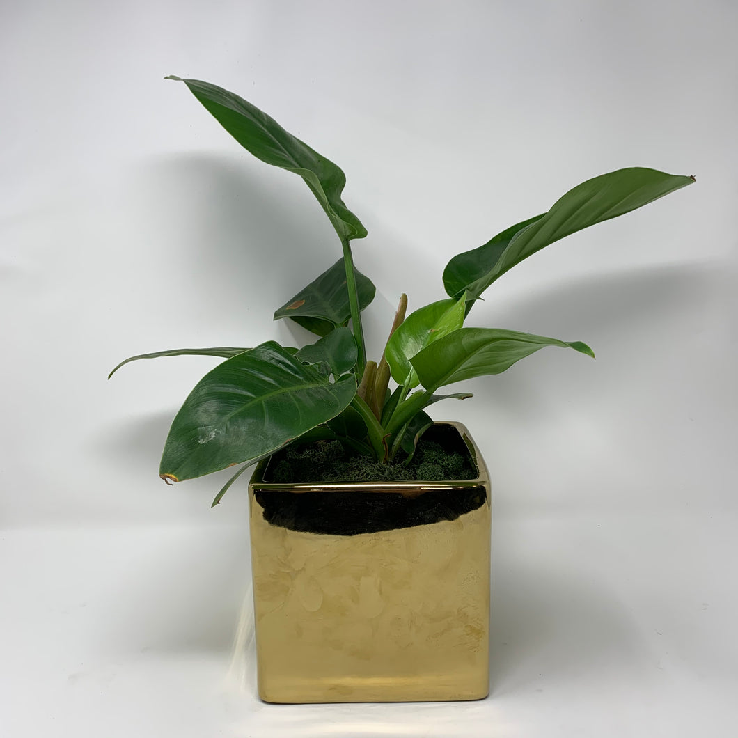 GREEN CONGO