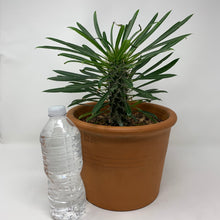 Load image into Gallery viewer, MADAGASCAR PALM

