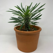 Load image into Gallery viewer, MADAGASCAR PALM
