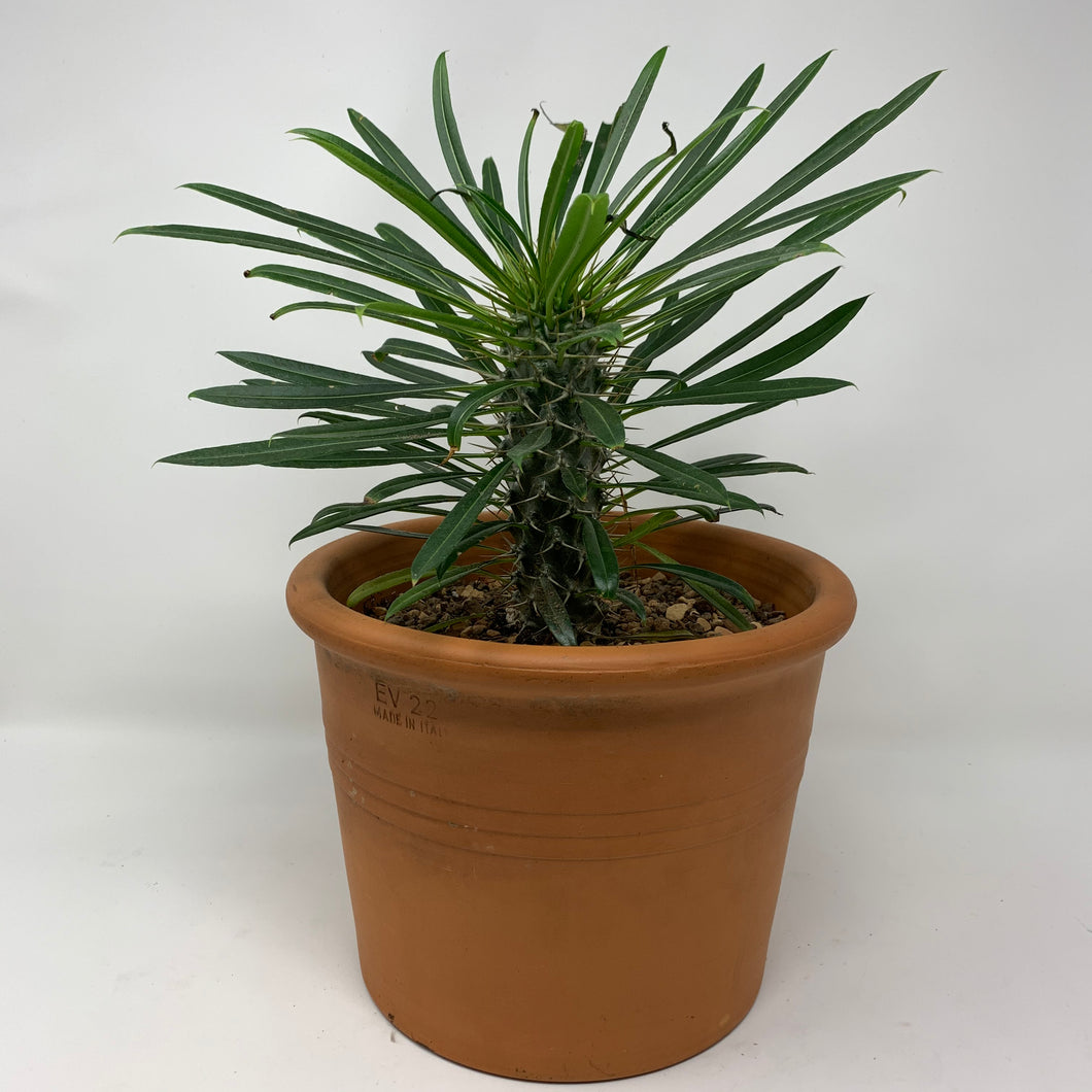 MADAGASCAR PALM