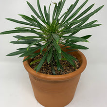 Load image into Gallery viewer, MADAGASCAR PALM
