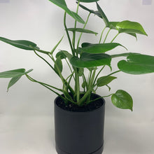 Load image into Gallery viewer, Black Split Leaf
