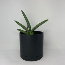 Load image into Gallery viewer, Black Starfish
