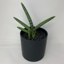 Load image into Gallery viewer, Black Starfish
