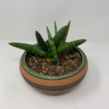 Load image into Gallery viewer, Starfish
