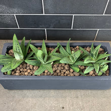 Load image into Gallery viewer, Gasteria

