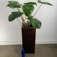 Load image into Gallery viewer, Alocasia
