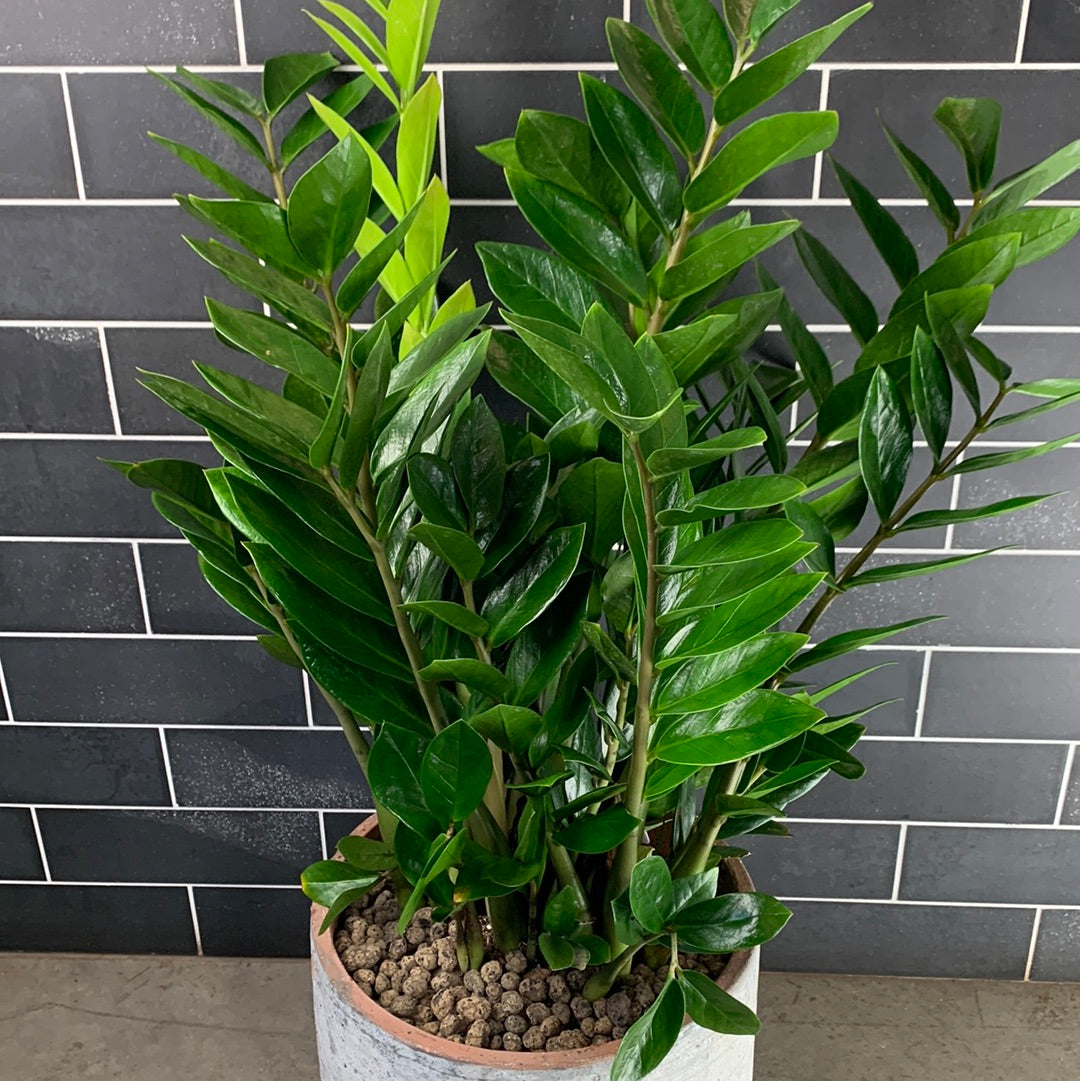 zz top plant city ZZ Plant – GOAT CITY PLANT DESIGN
