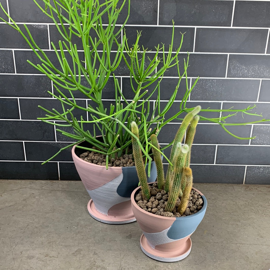 Cactus Duo