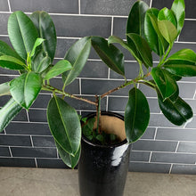 Load image into Gallery viewer, Ficus Melany
