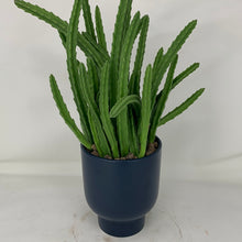 Load image into Gallery viewer, Cactus
