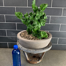 Load image into Gallery viewer, Industrial Cactus

