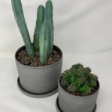 Load image into Gallery viewer, Cactus
