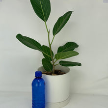 Load image into Gallery viewer, Ficus Audrey

