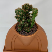 Load image into Gallery viewer, Cactus
