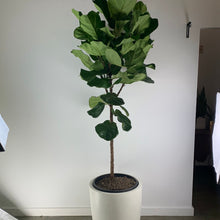 Load image into Gallery viewer, Fiddle Leaf
