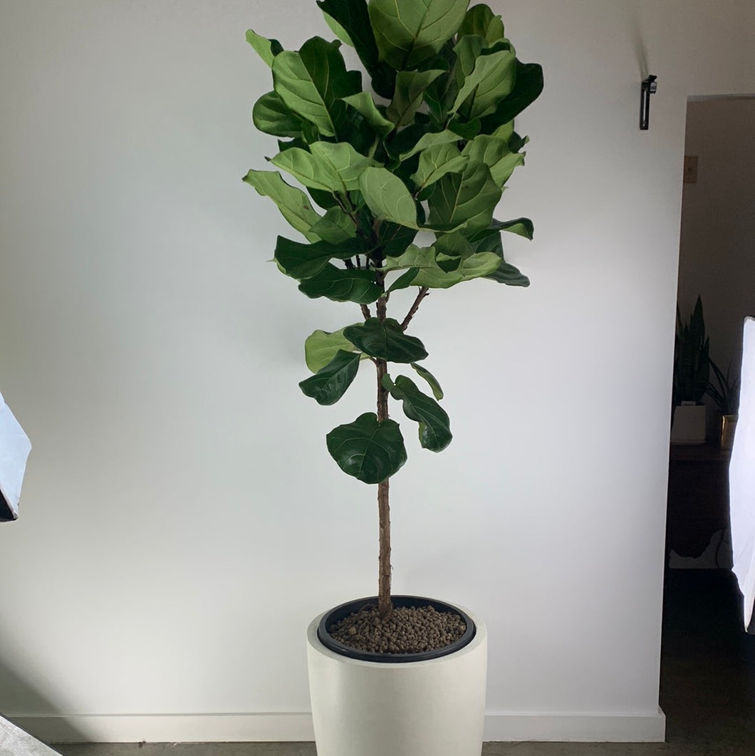 Fiddle Leaf