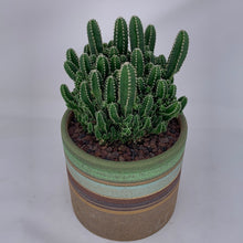 Load image into Gallery viewer, Cactus
