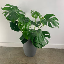 Load image into Gallery viewer, Gray Split Leaf
