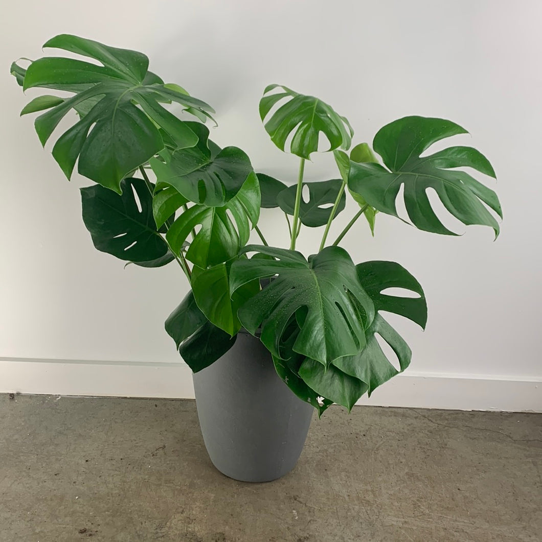 Gray Split Leaf