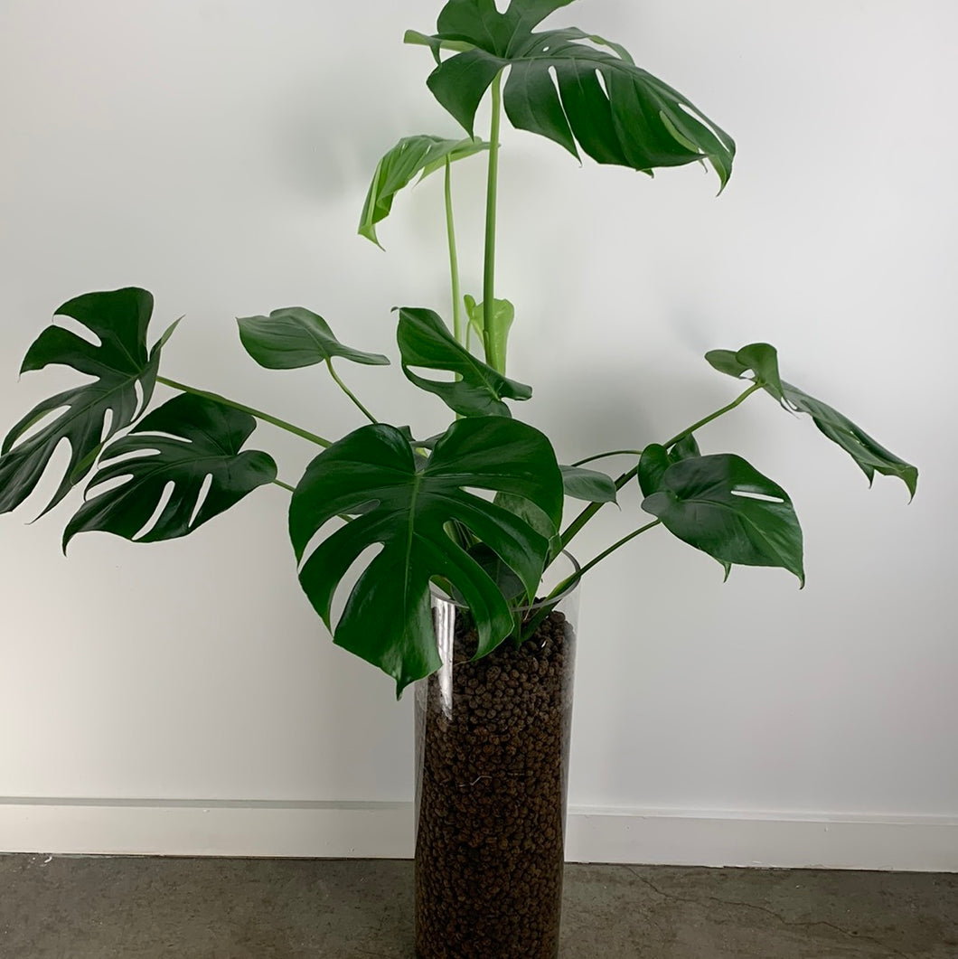 Glass Split Leaf