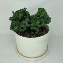 Load image into Gallery viewer, Brain Cactus
