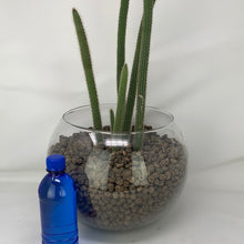 Load image into Gallery viewer, Cactus
