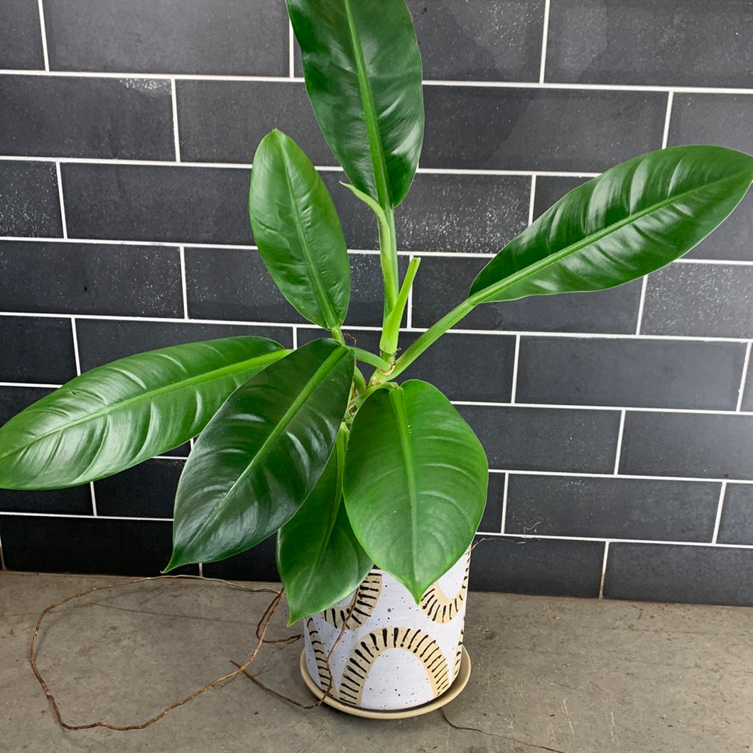 philodendron wrinkled leaves Philodendron Linnaei – GOAT CITY PLANT DESIGN
