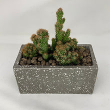 Load image into Gallery viewer, Speckled Cactus
