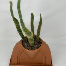 Load image into Gallery viewer, Cactus
