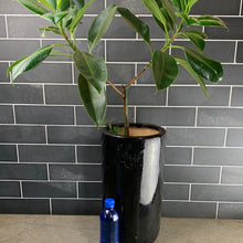 Load image into Gallery viewer, Ficus Melany
