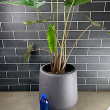 Load image into Gallery viewer, Alocasia
