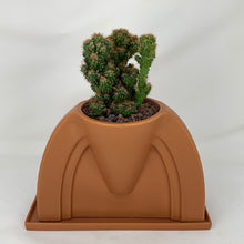 Load image into Gallery viewer, Cactus
