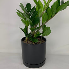 Load image into Gallery viewer, Black ZZ Plant
