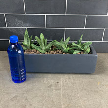 Load image into Gallery viewer, Gasteria
