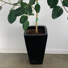 Load image into Gallery viewer, Ficus Audrey
