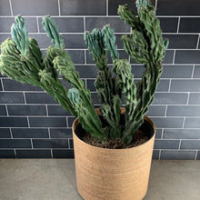 Load image into Gallery viewer, Cactus
