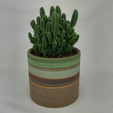 Load image into Gallery viewer, Cactus
