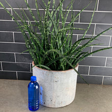 Load image into Gallery viewer, Fernwood Sansevieria
