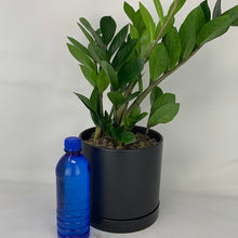 Load image into Gallery viewer, Black ZZ Plant
