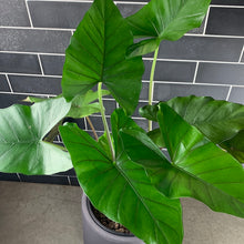 Load image into Gallery viewer, Alocasia
