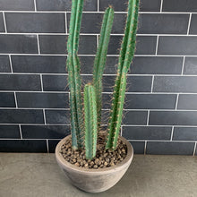 Load image into Gallery viewer, Cactus
