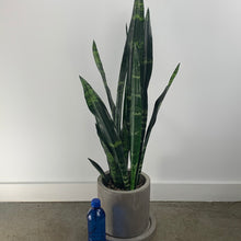 Load image into Gallery viewer, Concrete Snake
