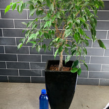 Load image into Gallery viewer, Ficus Benjamin
