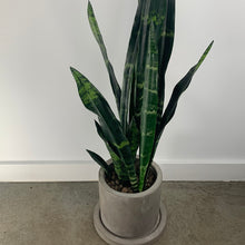 Load image into Gallery viewer, Concrete Snake
