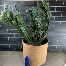 Load image into Gallery viewer, Cactus
