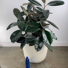 Load image into Gallery viewer, Rubber Plant
