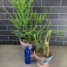 Load image into Gallery viewer, Cactus Duo
