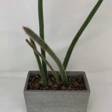 Load image into Gallery viewer, Cork Cactus
