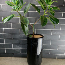 Load image into Gallery viewer, Ficus Melany
